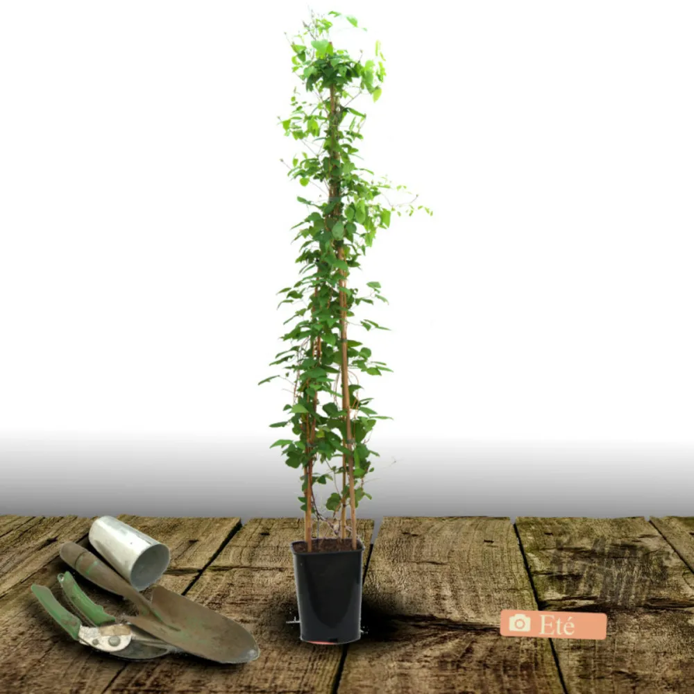 Clématite jackmanii jackmanii purpurea® 'zojapur'/[-]pot de 6l - tipi bambou 90/150 cm