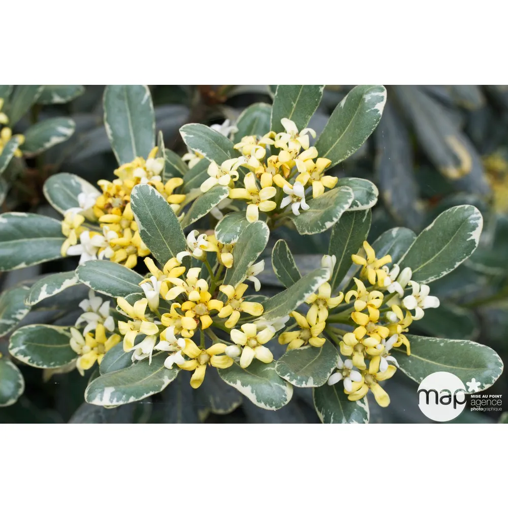 Pittosporum tenuifolium ' Variegatum ' : conteneur 4 litres